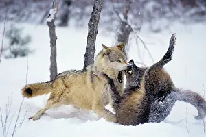 Submissive: Grey Wolf / Timber Wolf - Two, dominance behavior in snow