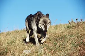 Sinister: GREY WOLF - WALKING