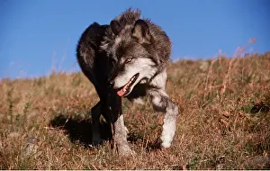 Sinister: GREY WOLF - walking with mouth open