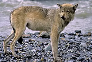 Martin Grosnick: Grey Wolf - by water