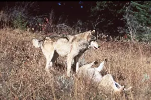 Dominance: GREY WOLF- x two, on rolling the other standing
