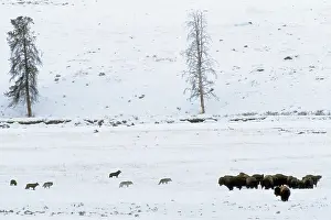 Packs: Grey Wolves - with American Bison (Bison bison)