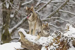 Damage: Two grey wolves (Canis lupus lupus) stand on a snow-covered