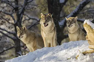 Hills: Three grey wolves (Canis lupus lupus) stand on a snow-covered hill behind a fallen tree on a cold