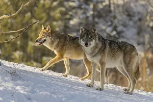 Hills: Three grey wolves (Canis lupus lupus) stand on a snow-covered hill behind a fallen tree on a cold