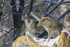 Father: Four grey wolves (Canis lupus lupus) stand on a snow-covered hill behind a fallen tree on a cold