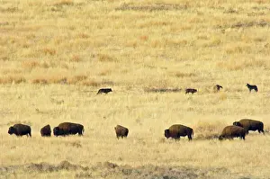 Packs: Grey Wolves - checking out herd of bison