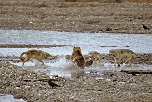 Confronting: Grey Wolves confronting grizzly bear