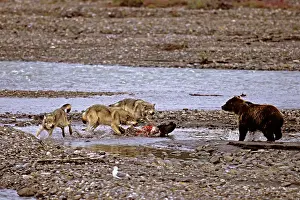 Martin Grosnick: Grey Wolves - defending moose carcass from Grizzly Bear