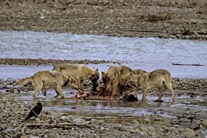 Martin Grosnick: Grey Wolves feeding on moose carcass