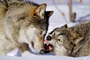 Submissive: Grey Wolves - in snow, involved in dominance behavior