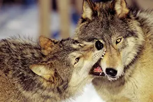 Hurt: Grey Wolves In winter involved in dominance behavior