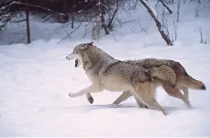Chasing: GREY WOLVES - x two Running
