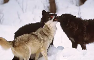Greeting: GREY WOLVES - x three in snow