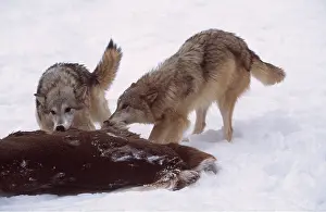 Kill: GREY WOLVES - x two, at kill