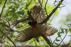 Intimidating: Grey Woodpecker