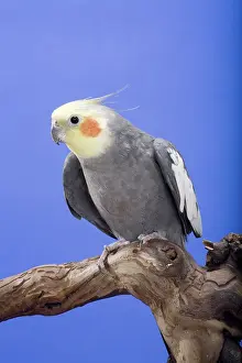 Nymphicus: Grey Yellow-faced Cockatiel