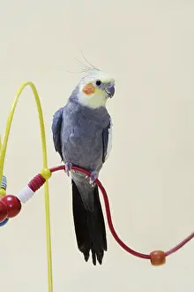 Nymphicus: Grey Yellow-faced Cockatiel