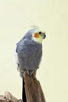 Nymphicus: Grey Yellow-faced Cockatiel