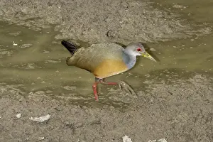 Cajanea: Grey0-necked Wood Rail