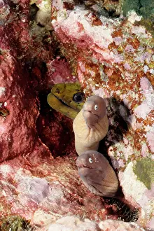 Siderea: Greyface moray eels, half out of their sheltering crevice