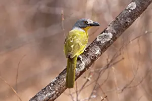 Shrikes: Greyheaded Bush Shrike - on branch back view