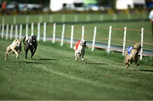 Racing: GREYHOUND DOG - racing