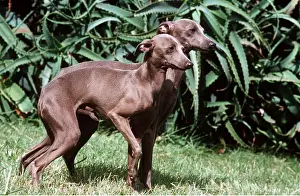 Kallen Marc Ferrero: GREYHOUND DOG X2