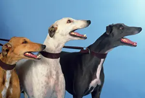 Leads: Greyhound Dogs