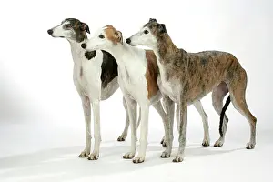 Brindle: Greyhound Dogs standing next to each other - Dark