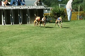 Racing: GREYHOUND -RACING