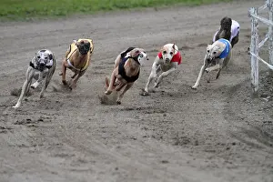 Greyhound: Greyhound racing on a racetrack Pyrenees France