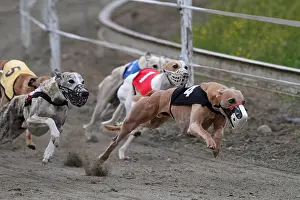 Greyhound: Greyhound racing on a racetrack Pyrenees France