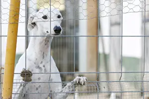 Greyhound: Greyhound in a shelter for abused dogs in Spain