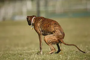 Greyhound: Greyhound Spanish defecating on lawns France