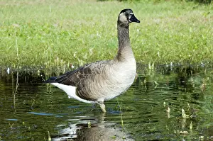 Caroline: Greylag-Canada Goose Hybrid