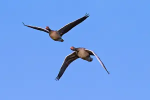 Graylag: Greylag Geese adults in flight