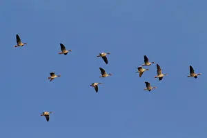 Graylag: Greylag Geese adults in flight