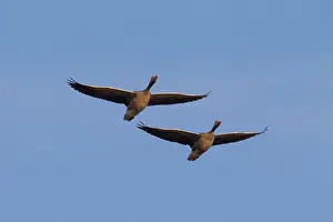 Graylag: Greylag Geese adults in flight