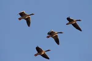 Graylag: Greylag Geese adults in flight