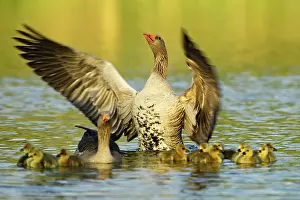 Outstretched: Greylag Geese (Anser anser), family with chicks
