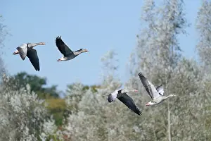 Palmiped: Greylag geese (Anser anser) in flight, Sauer Delta