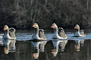 Doubs: Greylag geese (Anser anser) on the Marconnet pond