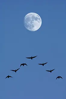 Moonlight: Greylag geese (Anser anser) with moon, Baden-Warttemberg