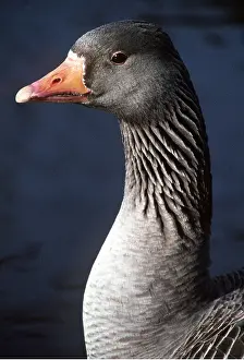 Neck: Greylag GEESE - close-up of head