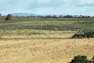 Chris Knights: Greylag GEESE - in flight over field