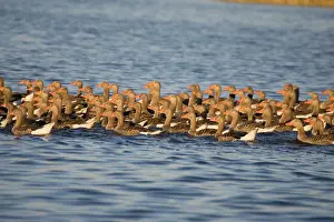 Unable: Greylag Geese - flock of juveniles swimming close