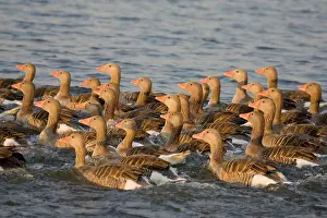 Unable: Greylag Geese - flock of juveniles swimming close