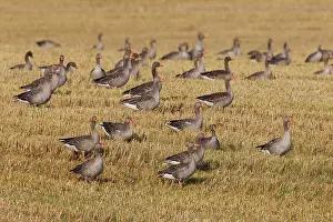 Stubble: Greylag Geese flock at stubble field in summer