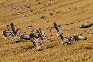 Stubble: Greylag Geese flock at stubble field in summer